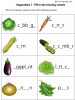 Vegetables - Fill In 1